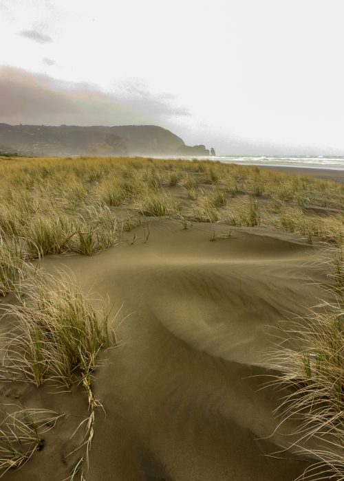 Sand Dunes, Nth. Island, New Zealand